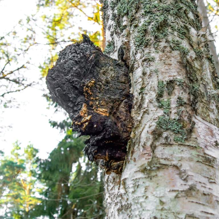 Large growth of chaga on a tree