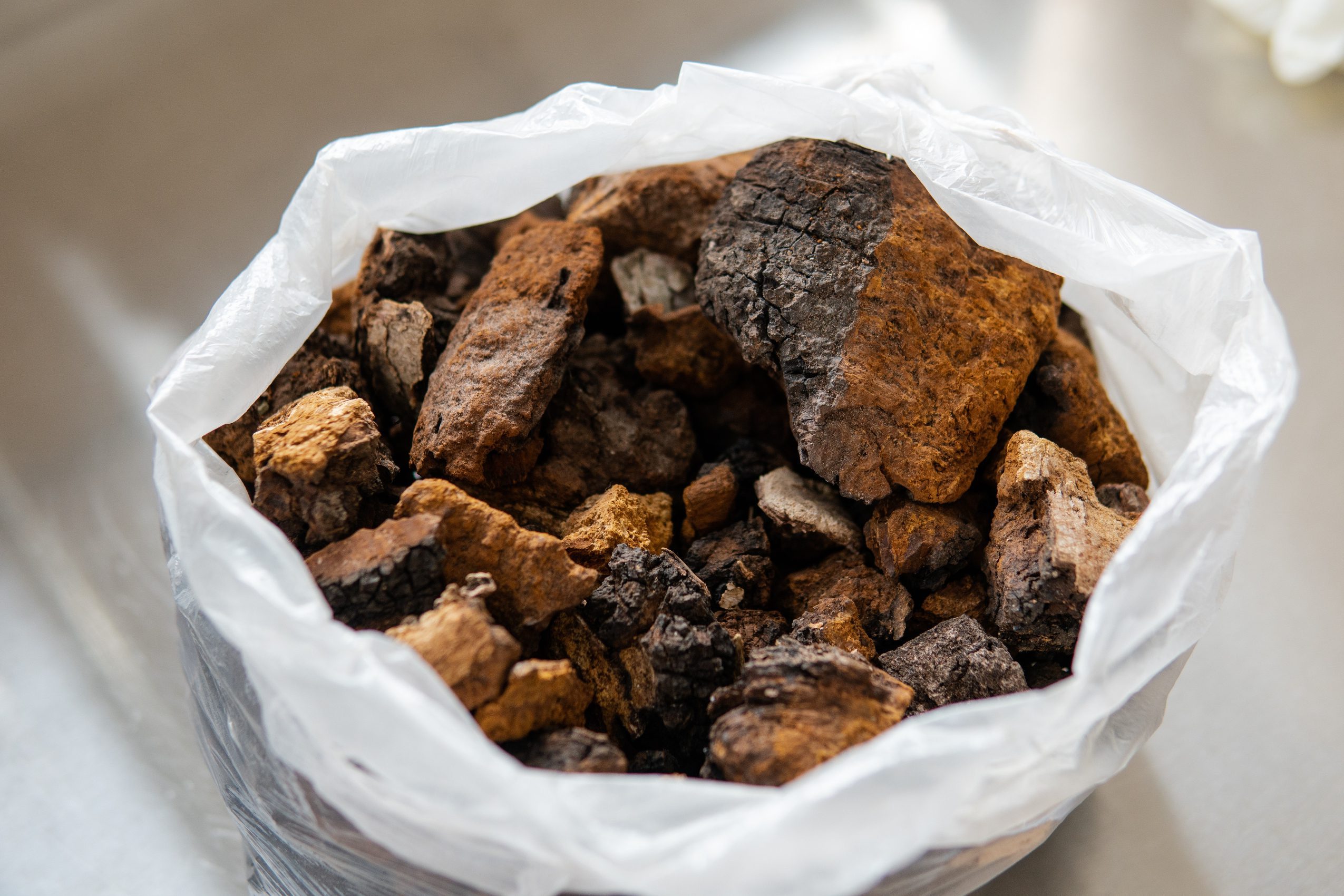 Chaga collected in white plastic bag