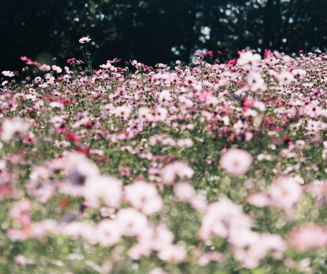 Pale pink lisianthus flower field