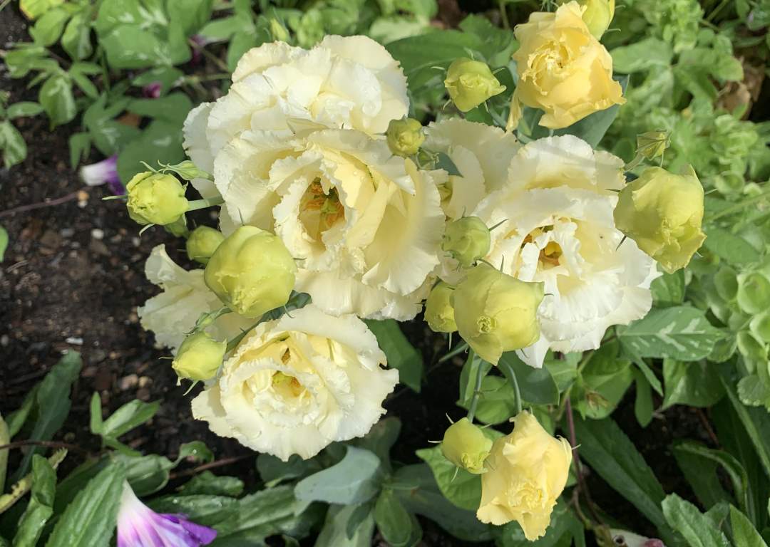 Yellow lisianthus blooming