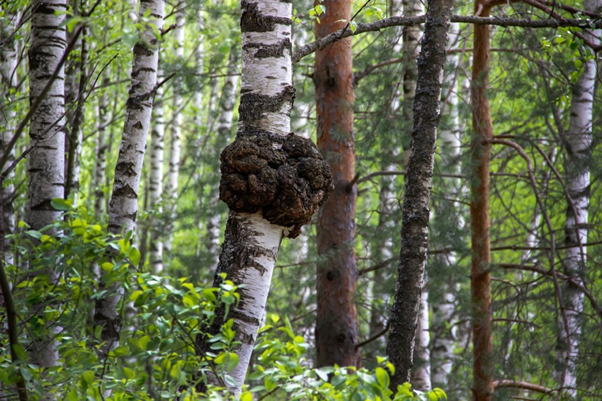 Large growth of chaga on tree trunk