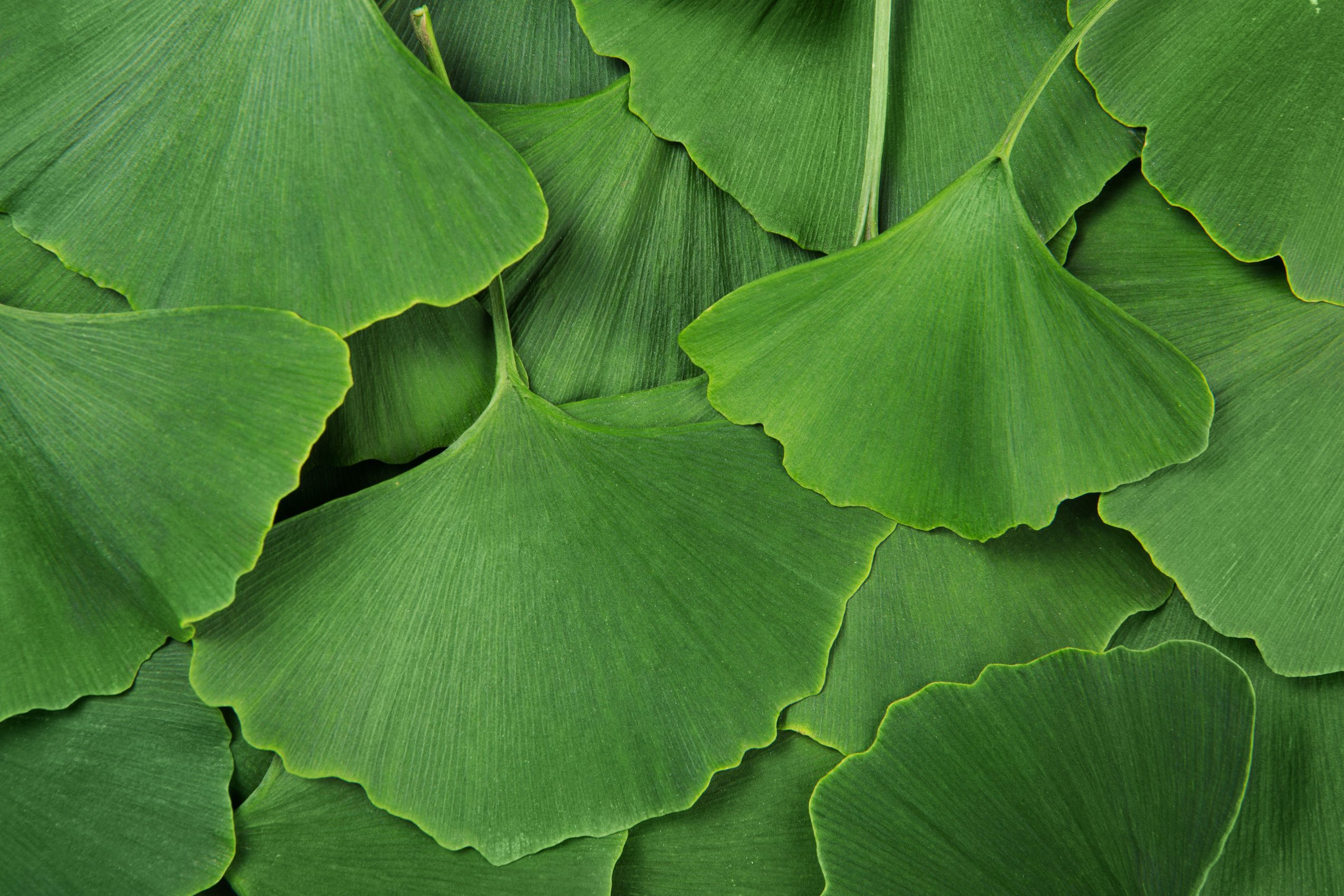 Grouping of ginko leaves
