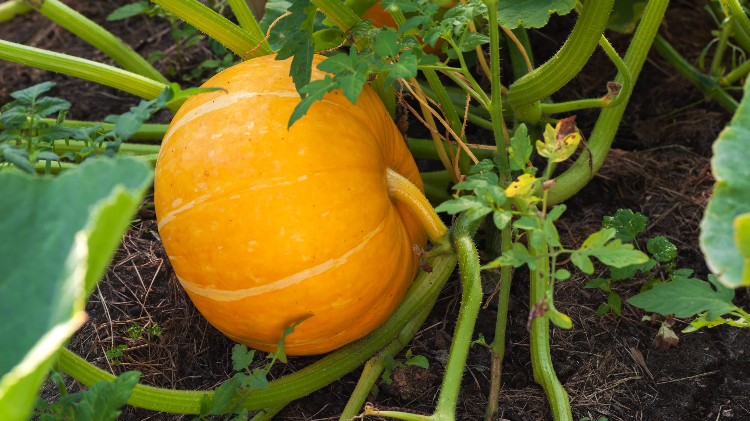 Pumpkin growing on vine